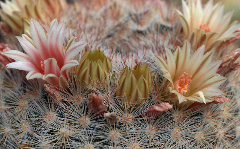 Mammillaria candida